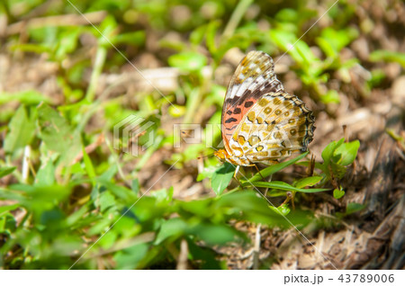 夏 サマーイメージ 夏イメージ 43789006