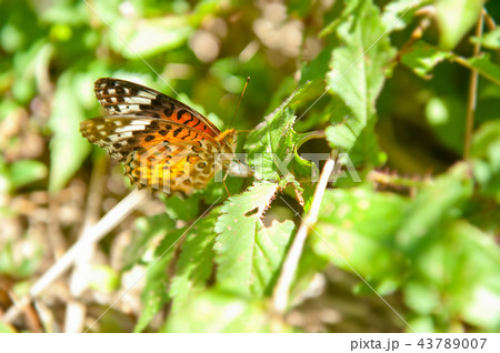 夏 サマーイメージ 夏イメージ 43789007