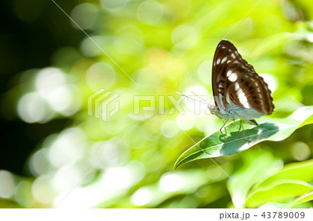 夏 サマーイメージ 夏イメージ 43789009