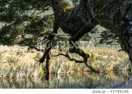 tree in mirror lake 43789196