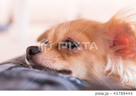 チワックス チワックス 43789443