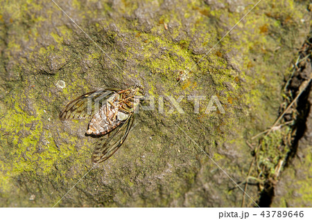 蝉 セミ せみ 43789646