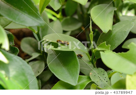 ナミアゲハの2齢幼虫(キンカン) ナミアゲハの2齢幼虫(キンカン) 43789947