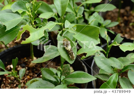 ナミアゲハの４齢幼虫（キンカン） 43789949