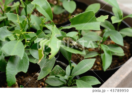 ナミアゲハの4齢幼虫(キンカン) ナミアゲハの4齢幼虫(キンカン) 43789950