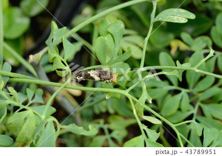 ナミアゲハの幼虫（ルー） 43789951