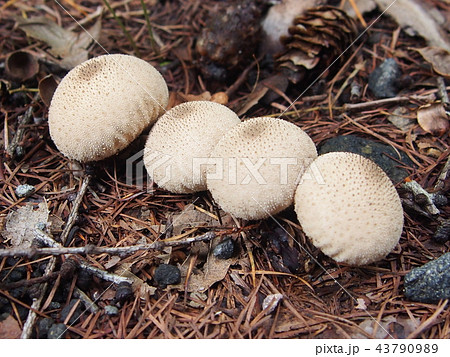 ホコリタケ、ホコリの穴が開く前 ホコリタケ、ホコリの穴が開く前 43790989