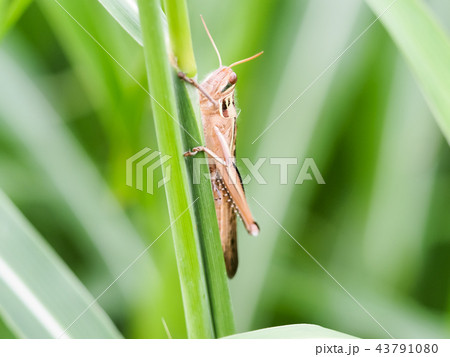 ツチイナゴ 43791080