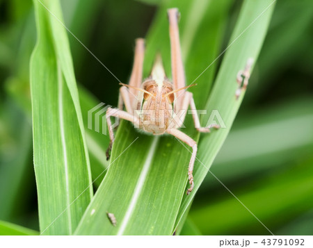 ツチイナゴ 43791092