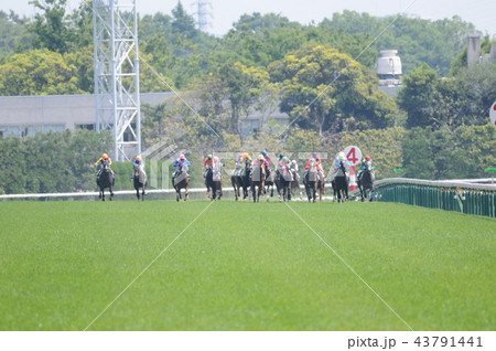 競馬 43791441