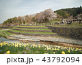 又兵衛桜 43792094