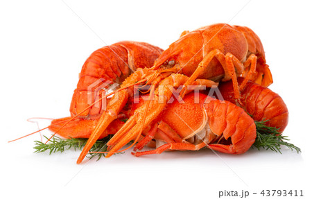 Boiled crayfish with dill isolated on white Boiled crayfish with dill isolated on white 43793411