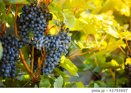 Red grapes of wine in wineyard, sunset light 43793697