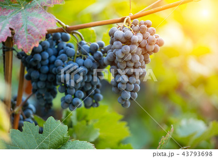 Red grapes of wine in wineyard, sunset light Red grapes of wine in wineyard, sunset light 43793698