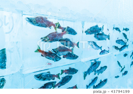 冬の北海道　2018 千歳・支笏湖氷濤まつり 43794199