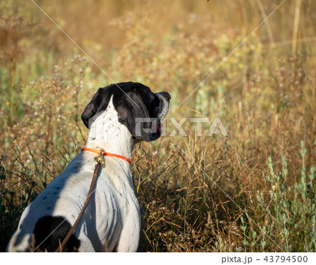 Rear view of Pointer dog with short hair 43794500