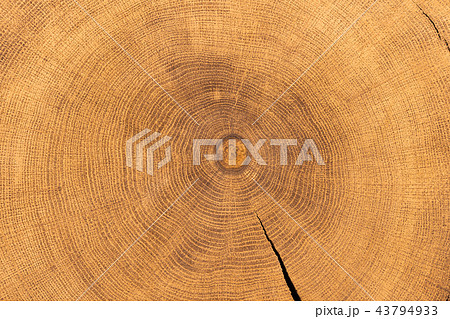 stump of oak tree felled - section of the trunk wi 43794933