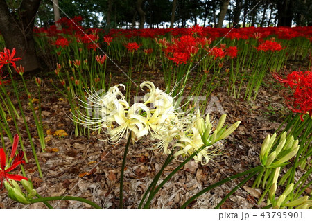 早川渕の彼岸花 早川渕の彼岸花 43795901