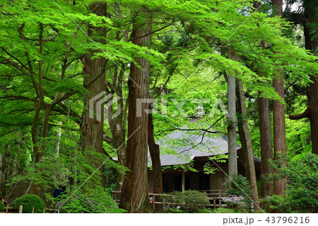 中尊寺（岩手県） 43796216