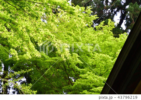 中尊寺(岩手県) 中尊寺(岩手県) 43796219