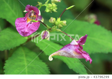 ツリフネソウの花二つ 福島県只見町 ツリフネソウの花二つ 福島県只見町 43796299