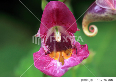 ツリフネソウの花を正面から　福島県只見町 43796306