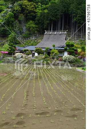 美山町 かやぶきの里 日本の民家 田植えの写真素材