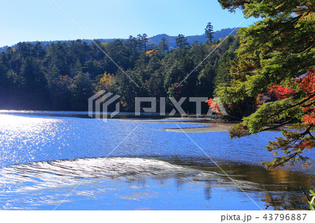 長野県の秋の白駒池(西側から池を眺める) 長野県の秋の白駒池(西側から池を眺める) 43796887