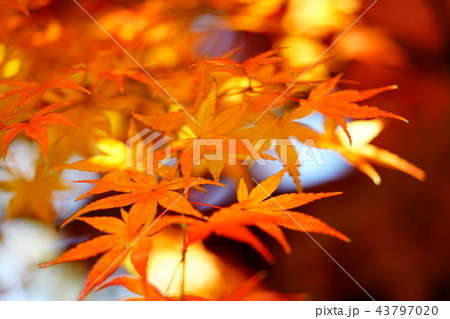 千葉県 本土寺の紅葉 千葉県 本土寺の紅葉 43797020
