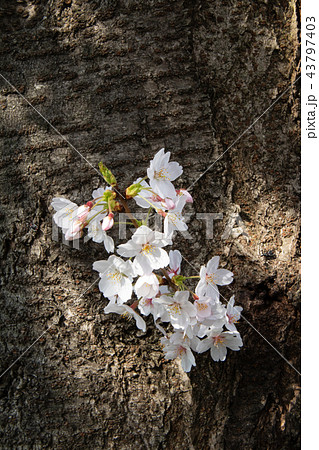 桜 43797403