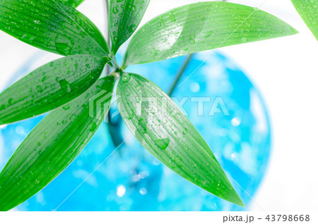 窓辺の観葉植物 窓辺の観葉植物 43798668