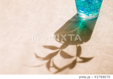 窓辺の観葉植物 窓辺の観葉植物 43798670