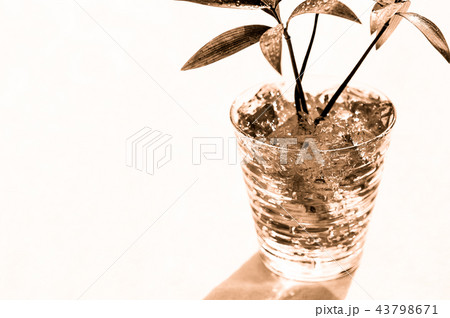窓辺の観葉植物(セピア調） 43798671