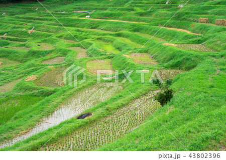 大山千枚田 大山千枚田 43802396