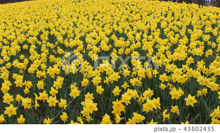花畑 春 43802435