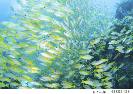 アンダマン海のキンセンフエダイの群れ アンダマン海のキンセンフエダイの群れ 43802438