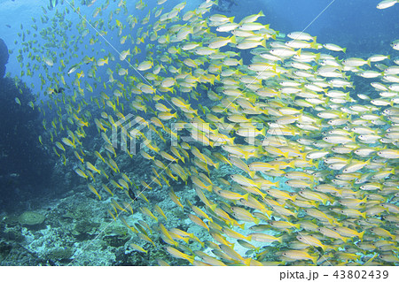 アンダマン海のキンセンフエダイの群れ 43802439