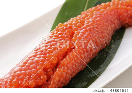 すじこ すじこ 43802612