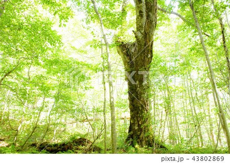 白神山地のブナ　秋田県 43802869