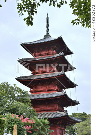 池上本門寺　五重塔　重要文化財　大田区　東京 43802872