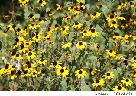 ルドベキア・タカオ ルドベキア・タカオ 43802945