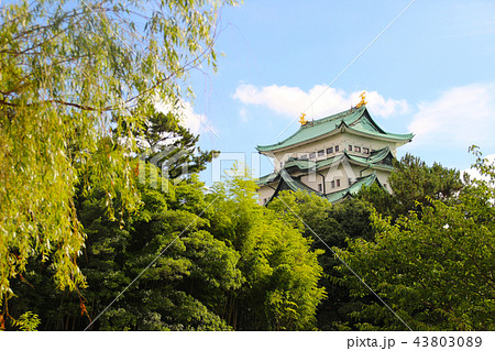 名古屋城/愛知県名古屋市中区本丸1 名古屋城/愛知県名古屋市中区本丸1 43803089