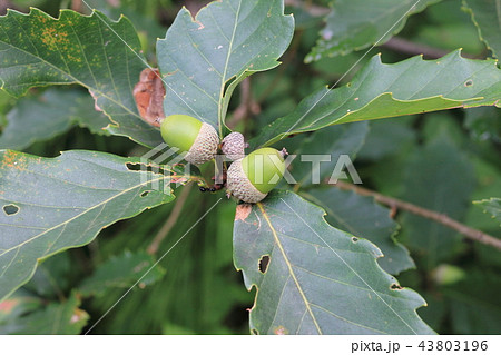 どんぐり 43803196