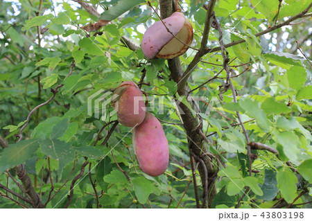 アケビ アケビ 43803198