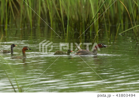 生き物　鳥類　カイツブリ、子連れの家族が連れ立って食事。魚をほおばっているのはお母さん？お父さん？ 43803494
