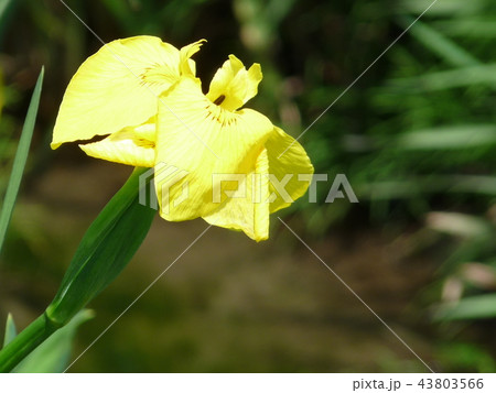 菖蒲の花びら 菖蒲の花びら 43803566