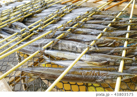秋刀魚は食材としても重宝され日本では秋の味覚を代表する大衆魚サンマ丸干しサンマ祭り目黒のさんま 秋刀魚は食材としても重宝され日本では秋の味覚を代表する大衆魚サンマ丸干しサンマ祭り目黒のさんま 43803575