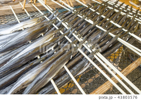 秋刀魚は食材としても重宝され日本では秋の味覚を代表する大衆魚サンマ丸干しサンマ祭り目黒のさんま 43803576