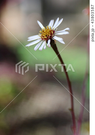 オキナワギクー絶滅危惧Ⅱ類 (VU) オキナワギクー絶滅危惧Ⅱ類 (VU) 43803587