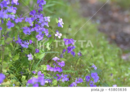 紫色の小花が咲く風景の写真素材 [43803636] - PIXTA